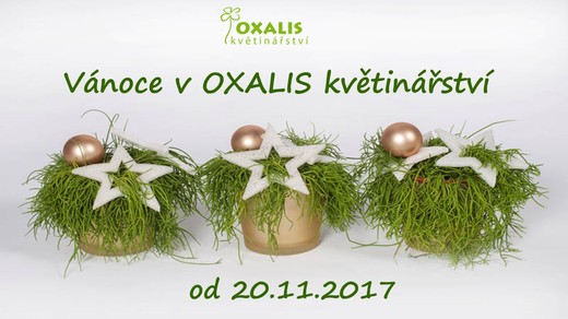 Vánoce v OXALIS.jpg