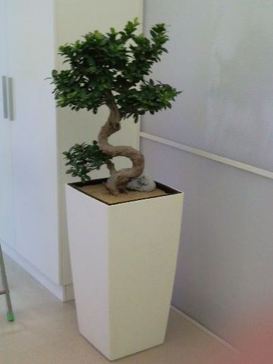 oxalis020.jpg